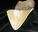 Large / Bargain Megalodon Tooth #863-1